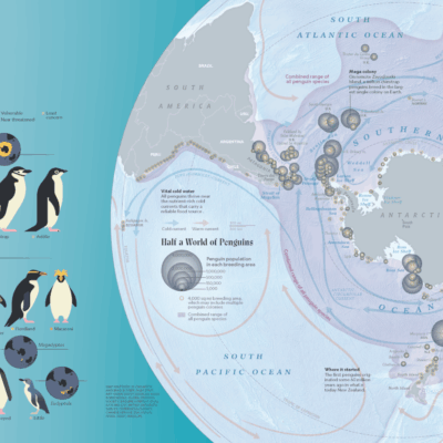 2025 CaGIS Map Design Competition, Winner, Professional Map Competition (Thematic): How Penguins Spread Out by Matthew W. Chwastyk (National Geographic Magazine)